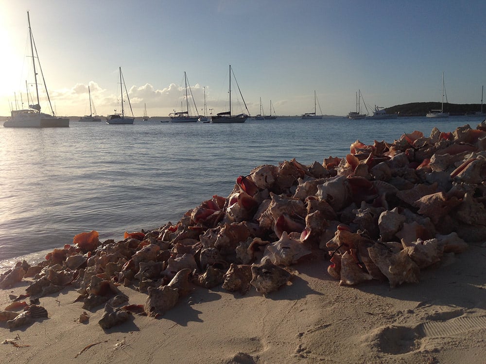Conch shells at the Chat and Chill