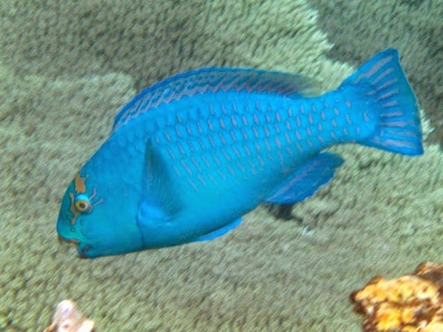 parrot fish