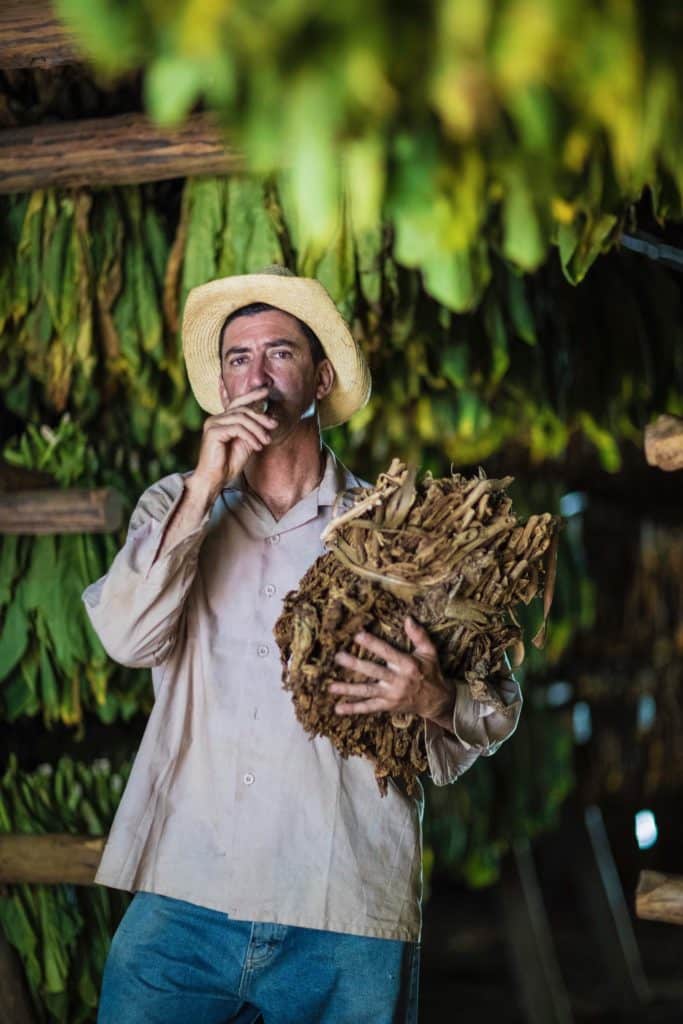 Cuban tobacco farmer