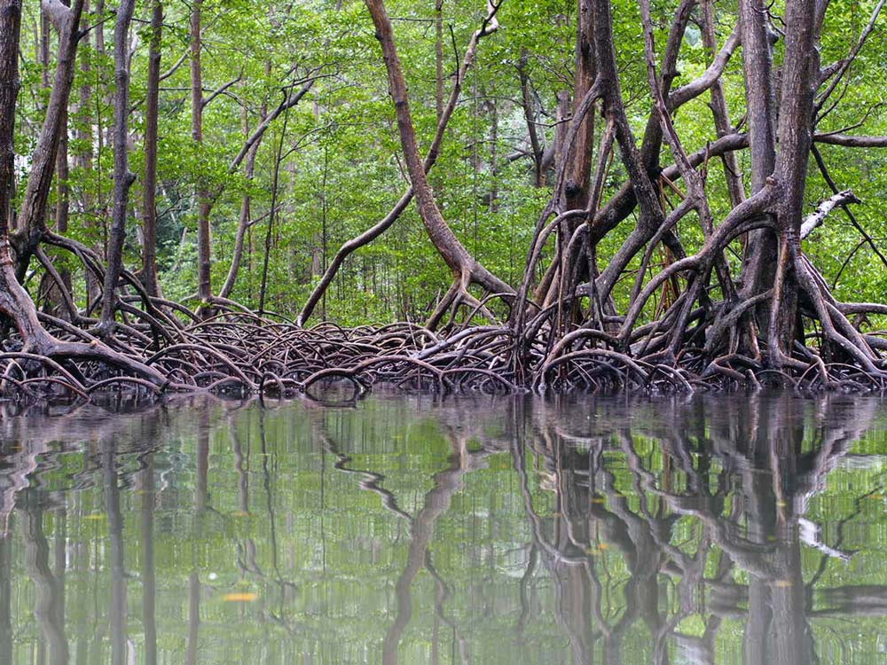 Mangroves