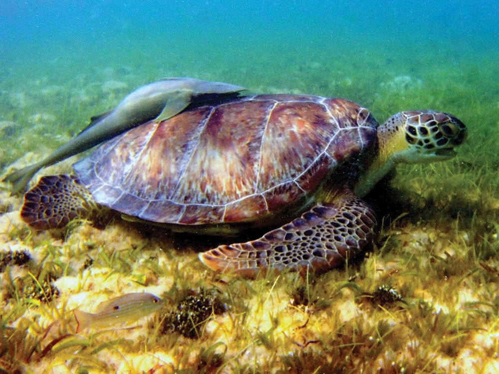 Sea turtle