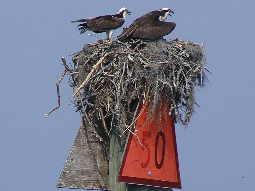 Osprey