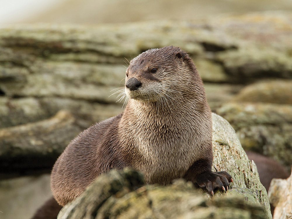 American River Otter