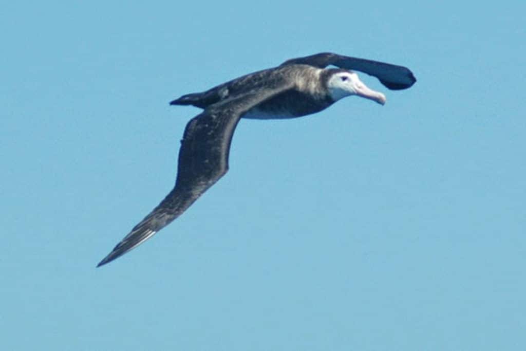 Juvenile wandering albatross