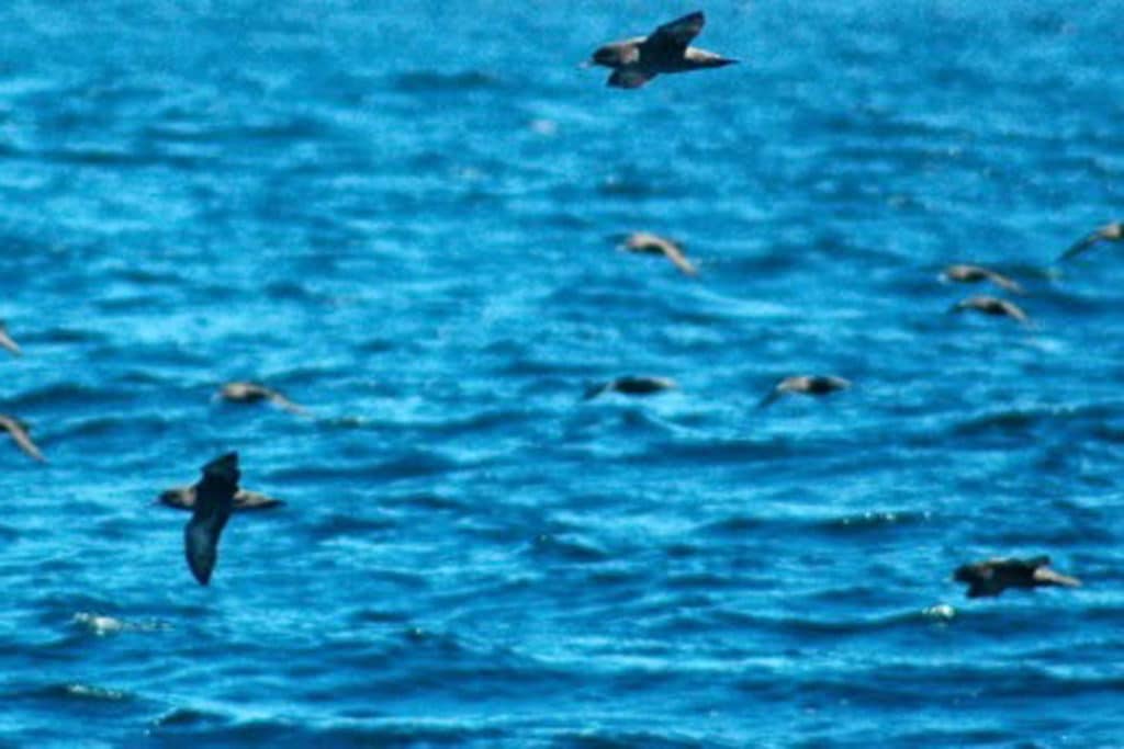 Sooty shearwaters