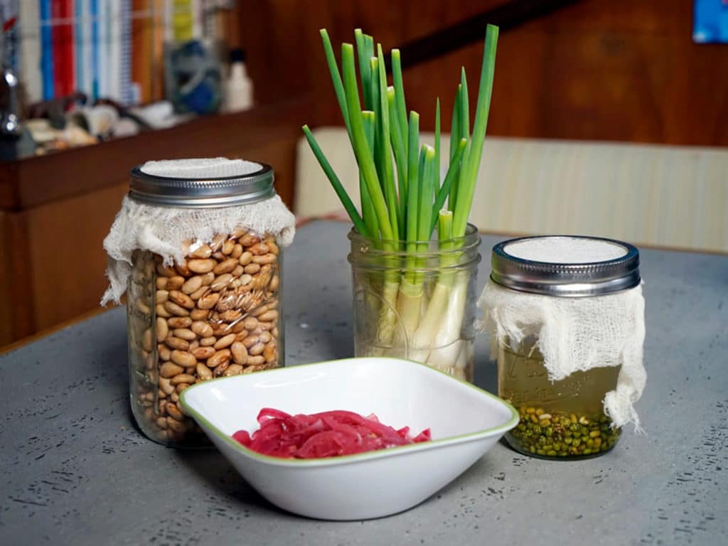 Sprouting beans, pickled onions and re-growing green onions