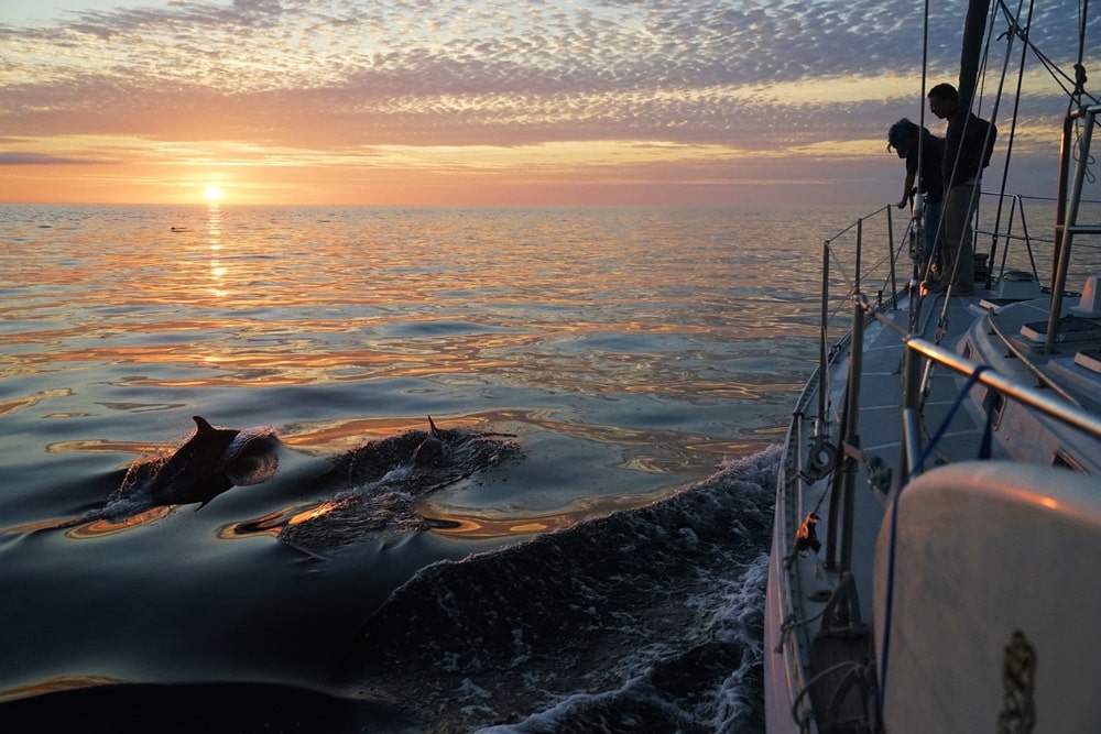 sunset with dolphins