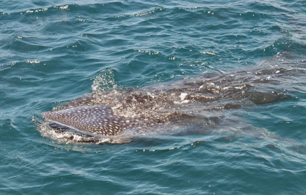 Del Viento, whale shark