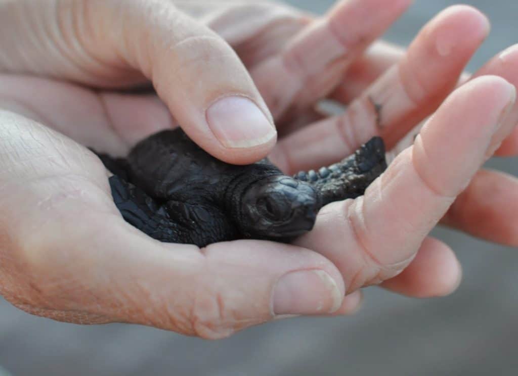 Christmas Turtle Release