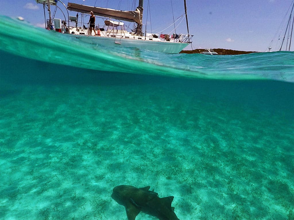 shark below