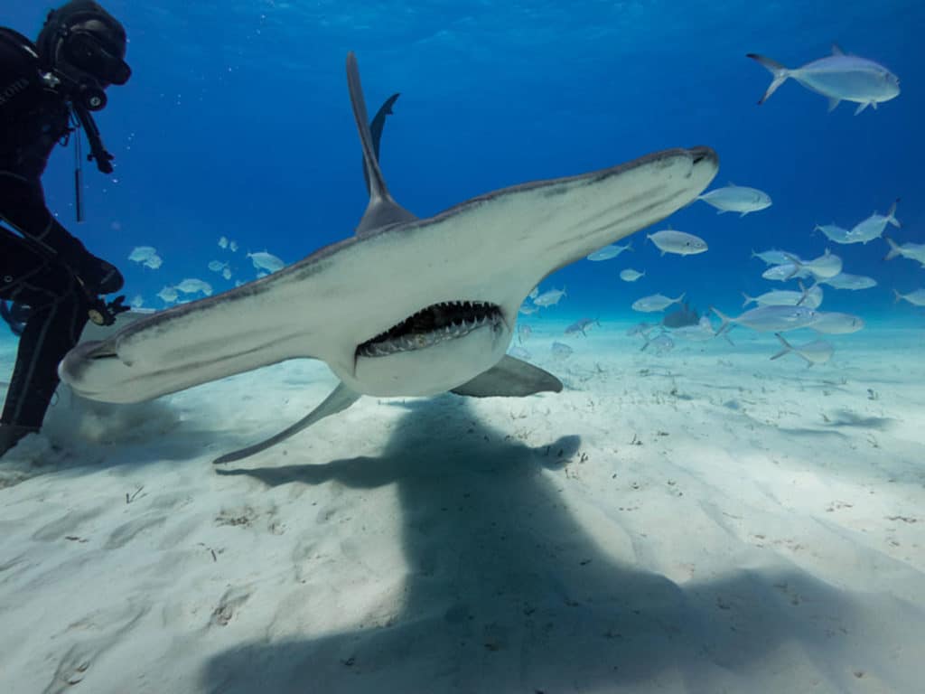 hammerhead shark