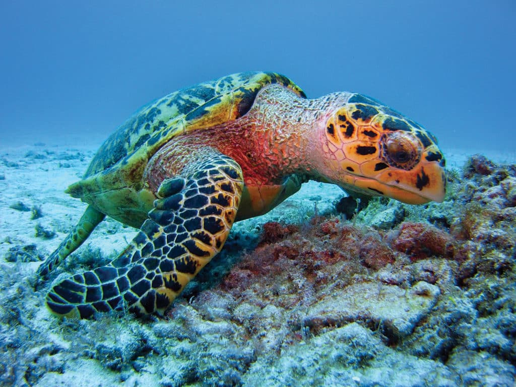 Green turtle