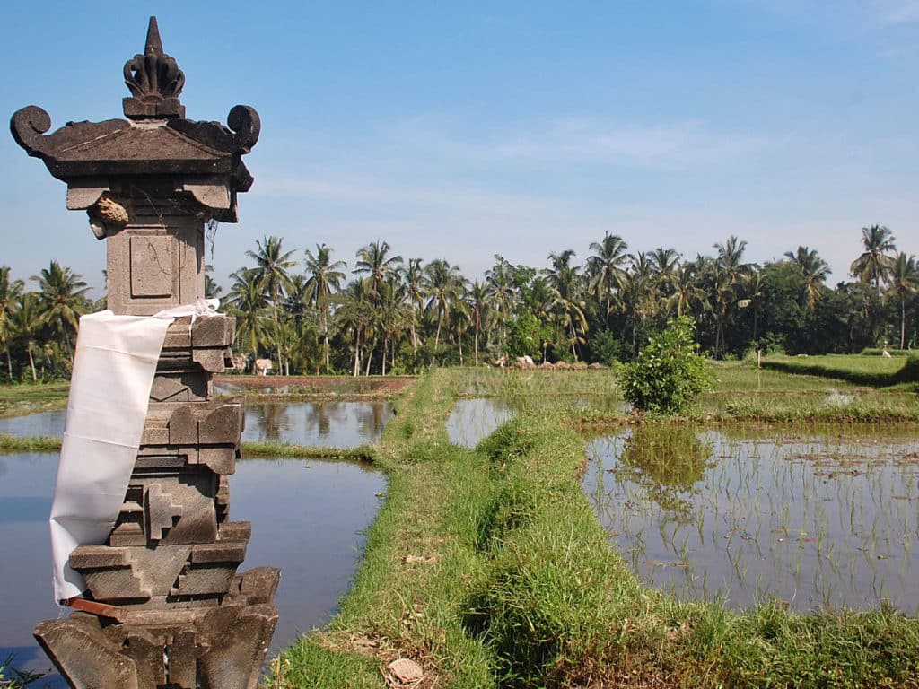 Indonesian rice paddies