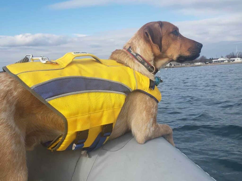 Dog onboard