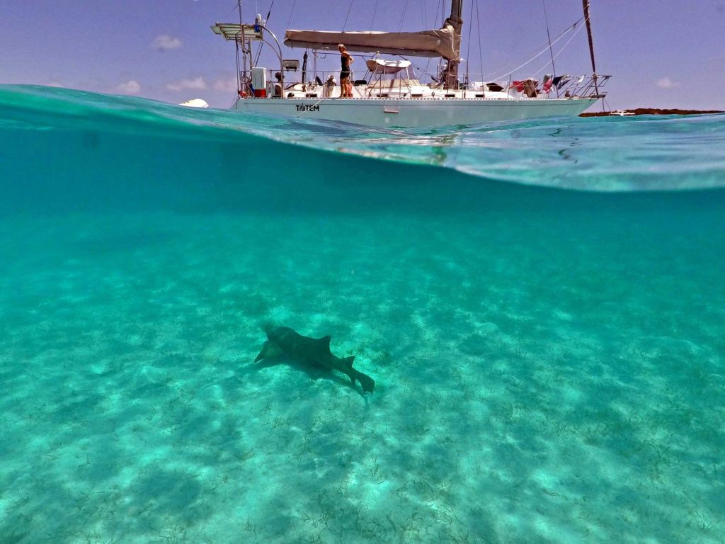 nurse shark