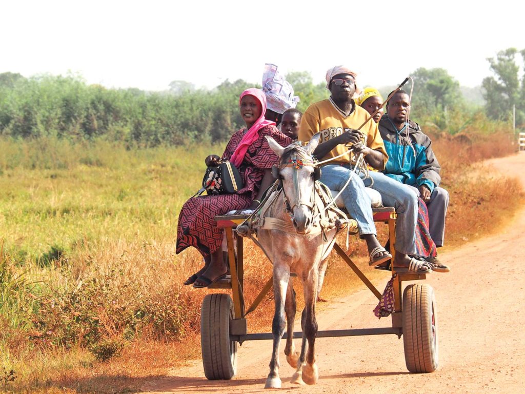 donkey cart