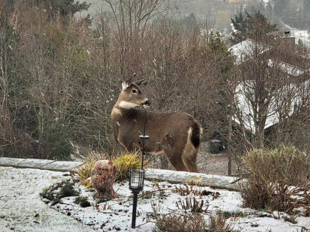 Deer in Chuckanut Mountains
