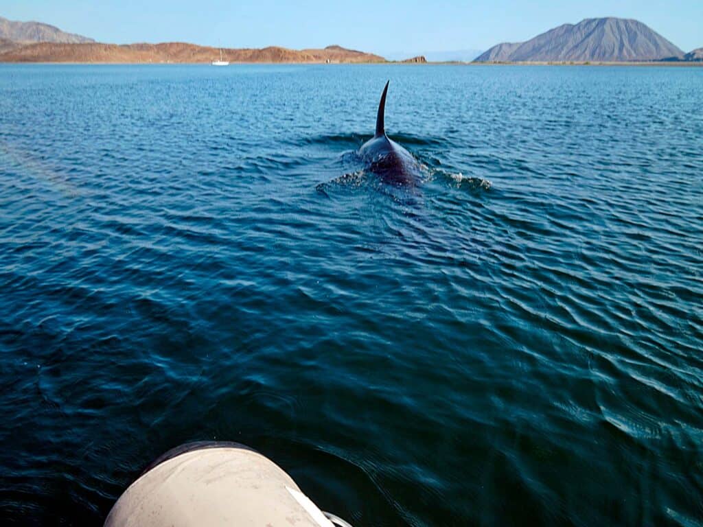 migrating orcas