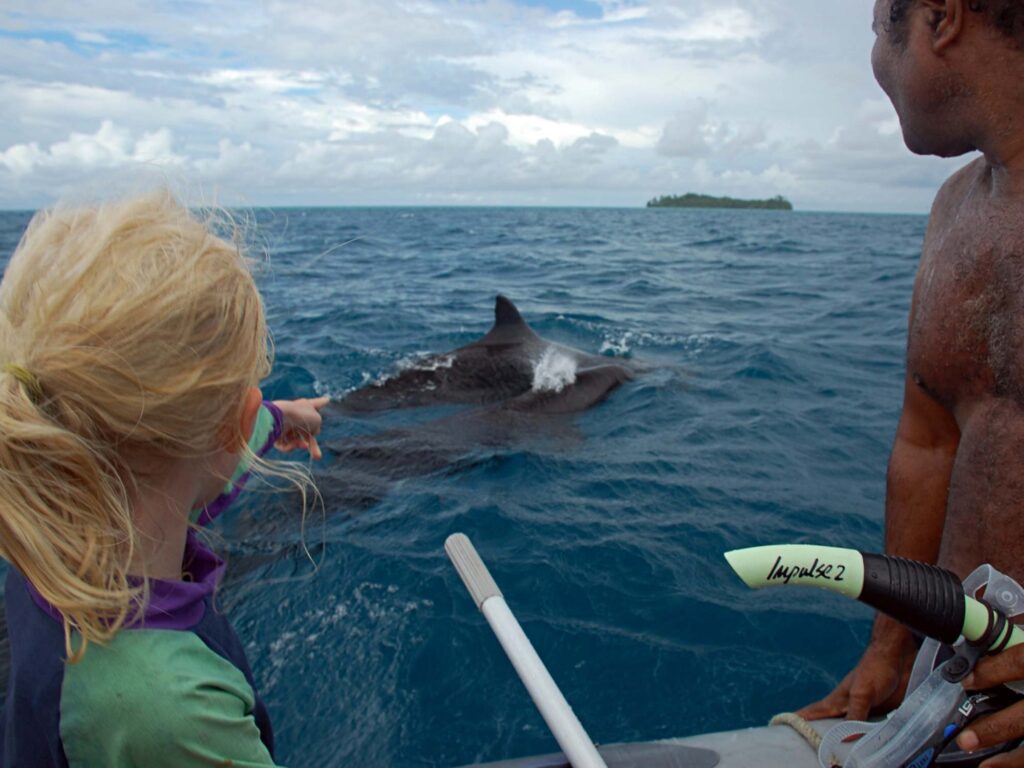 False killer whales in Papua New Guinea’s Hermit islands