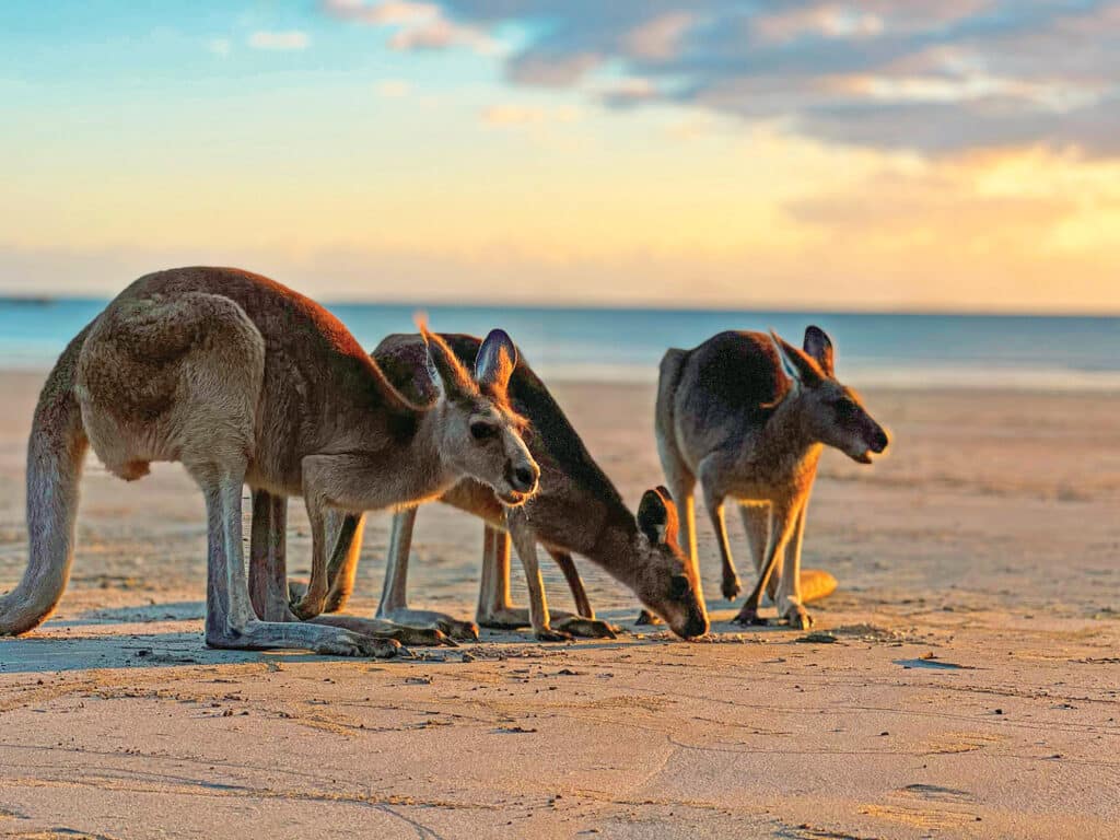 Kangaroos in Australia. Photo credit: Nick Findlay