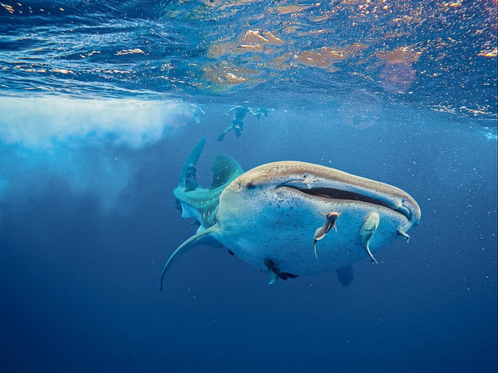 Swimming with whale sharks