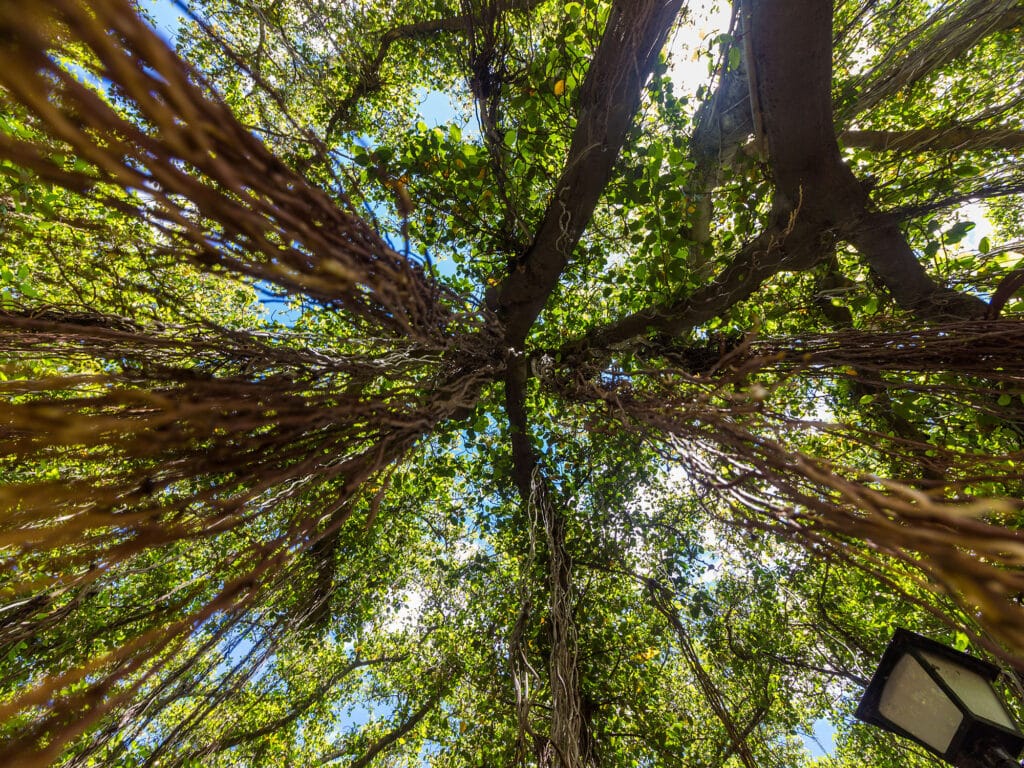 Banyan Tree