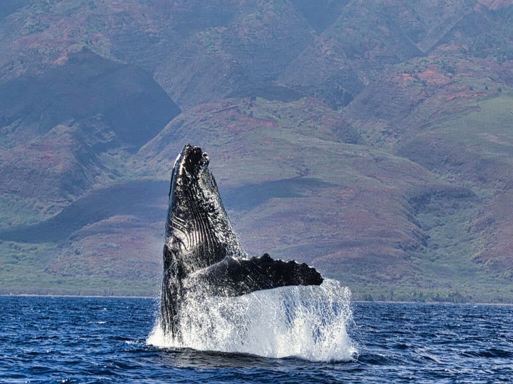 humpback whale breaching