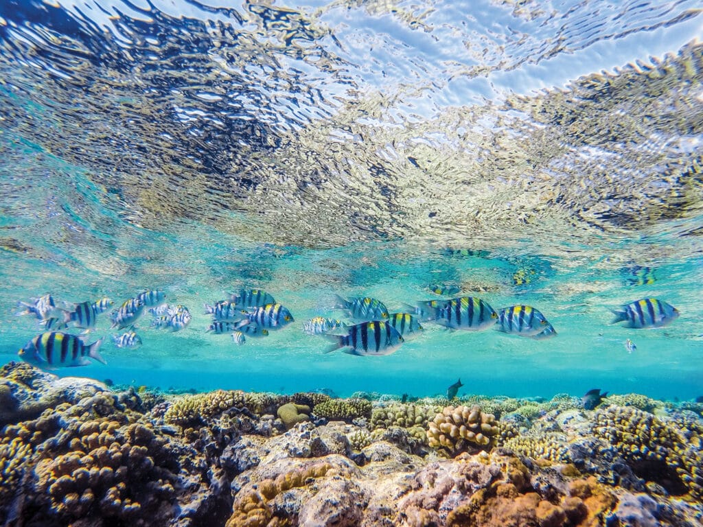 colorful coral reef and bright fish