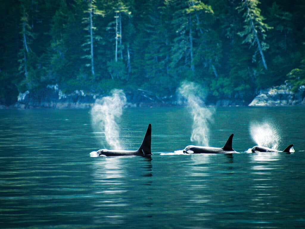 Pod of orcas in British Columbia