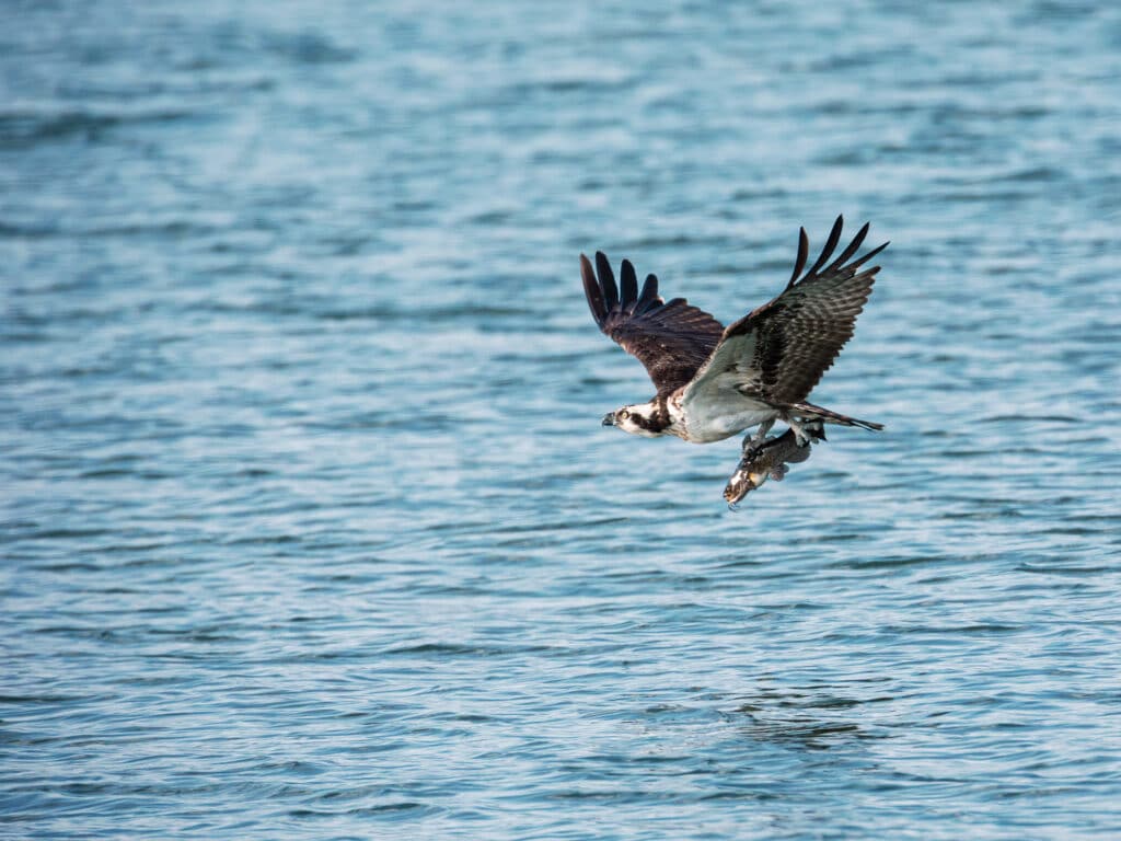 Osprey in Flight with fish at Pitt Meadows BC Canada