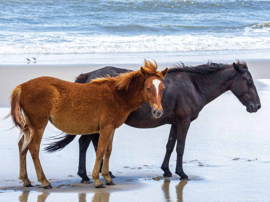 Wild Colonial Spanish mustangs