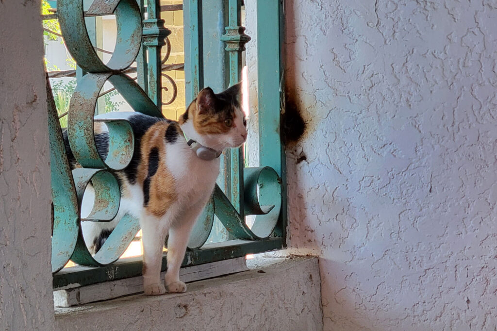 cat in a window