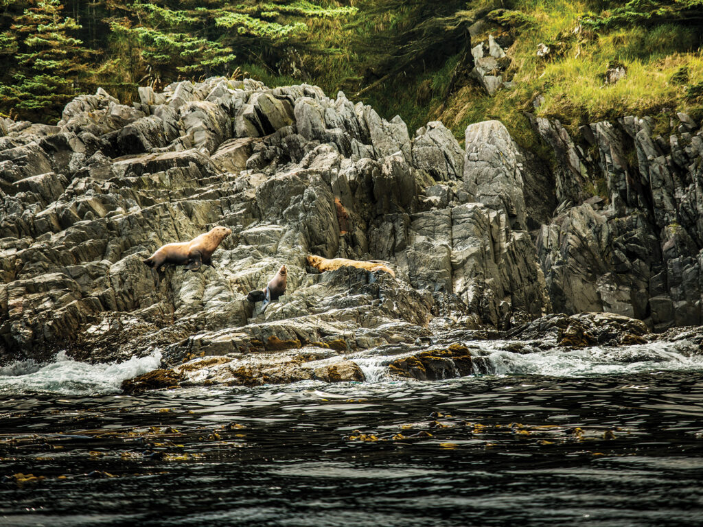 Sea lions in British Columbia