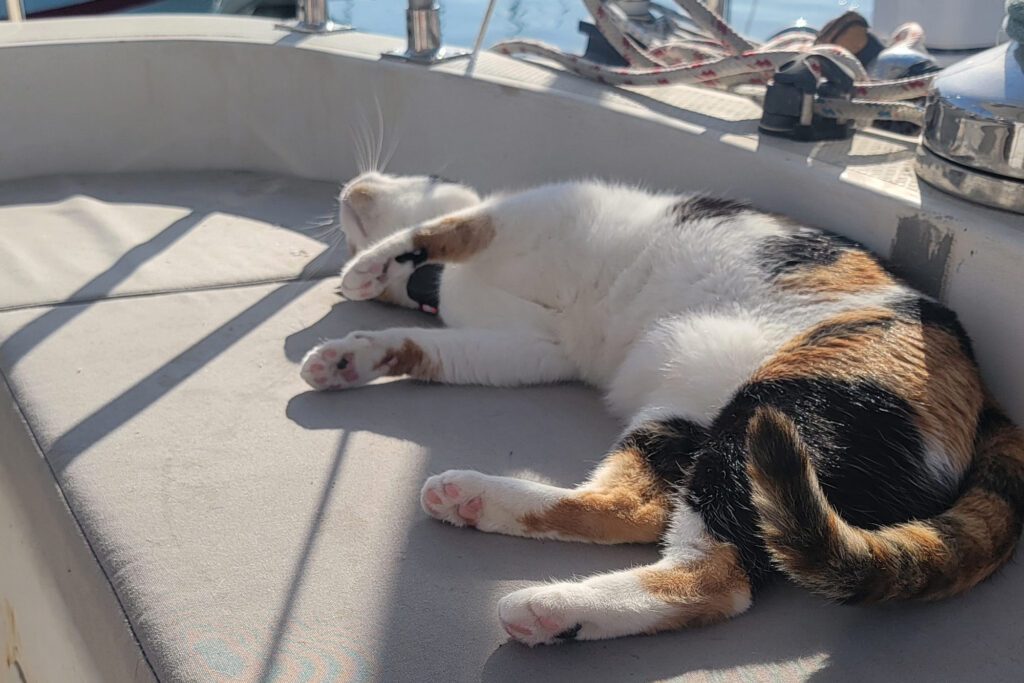 Panchita napping in the late-afternoon sun