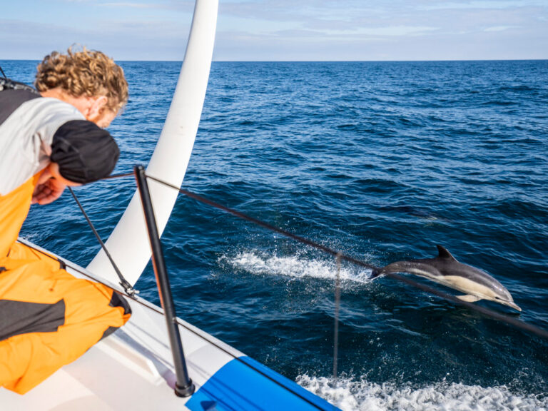 Dolphin swimming alongside a sailboat