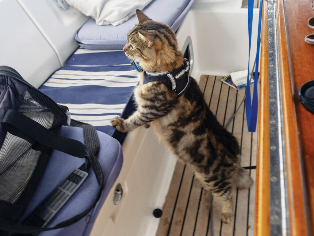 Mako the cat on a sailboat