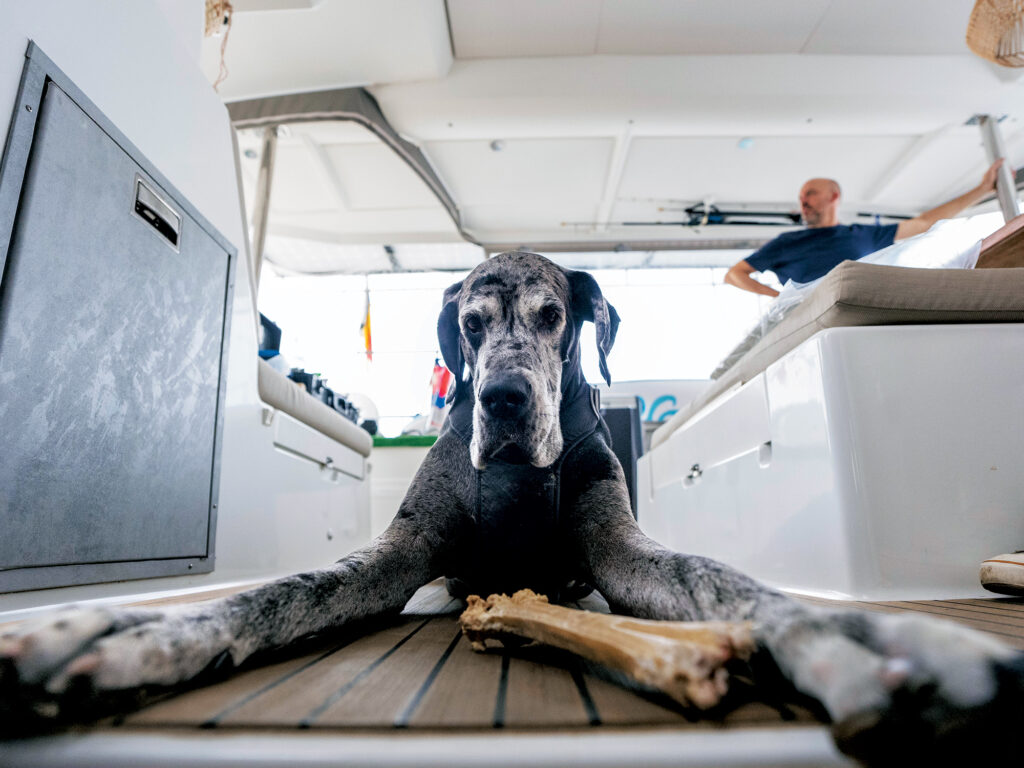 Snow the Great Dane