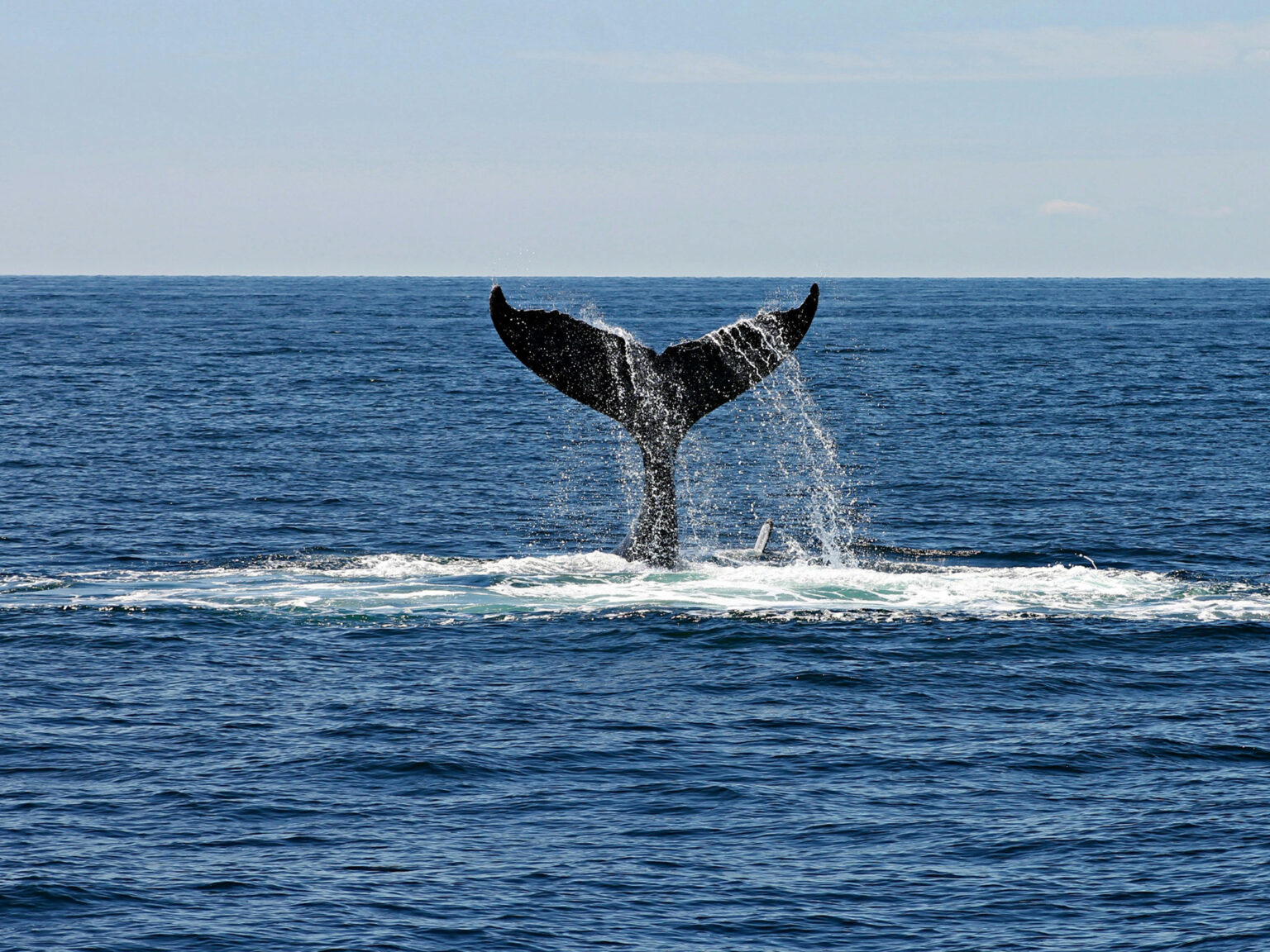 Atlantic whale