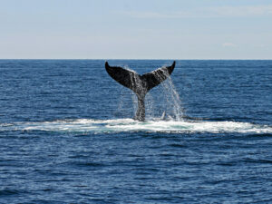Atlantic whale
