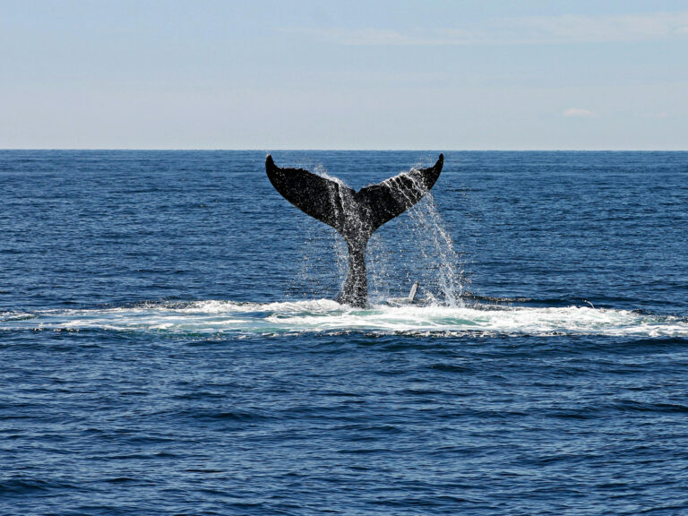 Atlantic whale