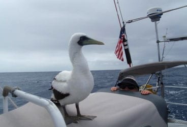 Diana entertains a stowaway en route to Samoa.