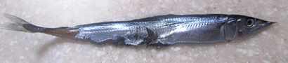 Fish in the scupper