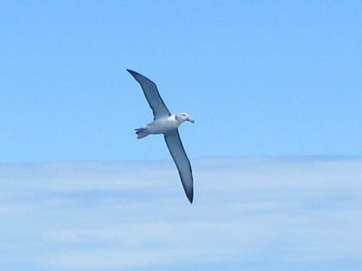 Photo of young Buller's albatross (from 18th Feb)