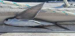 Flying fish Flying fish