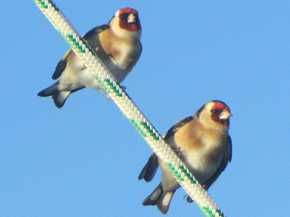 Goldfinch Goldfinch
