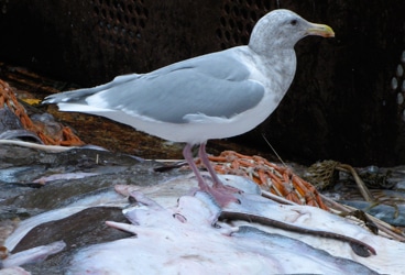 seagull A gull peruses the salmon bycatch of a Bering Sea pollock trawler.