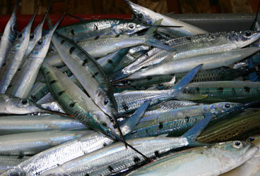 ocean pollution How long will abundant fish catches remain when overharvesting and offshore dumping are part of the routine?