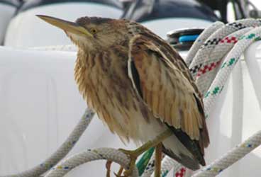 Sea Birds Sea Birds