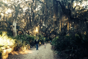 Cumberland Island A walk along the path to the beach on Cumberland Island National Seashore, Georgia.