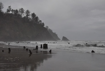 This is it, a portion of the Neskowin Ghost Forest. Not a lot of surfers around.